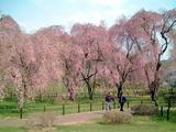 桜のプロムナード