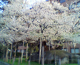2005/04/29　a.m.6：16