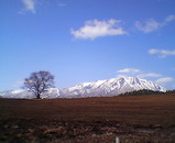 一本桜