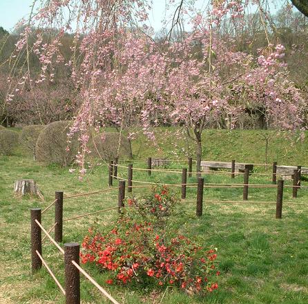 桜の木の下