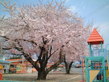 三角お屋根と桜