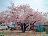 ブランコ　と　さくら