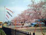 Carp streamer