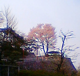不来方城（岩手公園）200/04/29　a.m.6:30