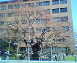 石割桜