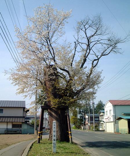 こんな感じに杉の木に生えています