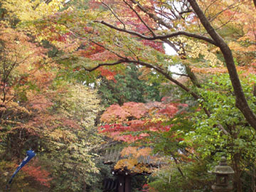 赤山禅院の紅葉