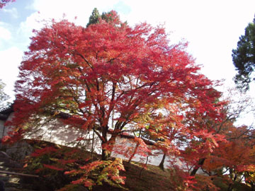 曼殊院門跡の紅葉