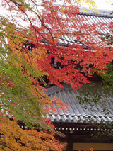 紅葉
