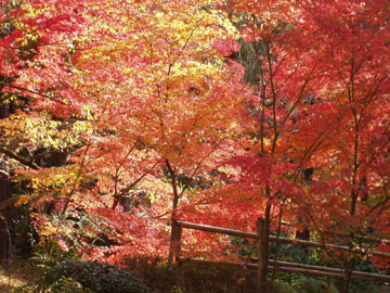 曼殊院の紅葉