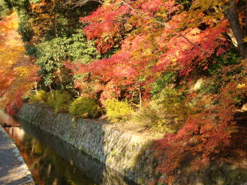 哲学の道と紅葉