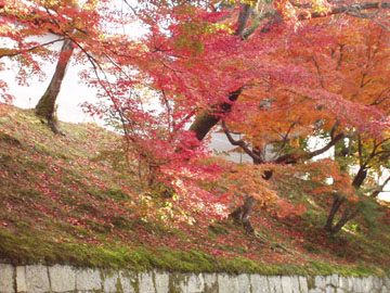 曼殊院門跡散り紅葉