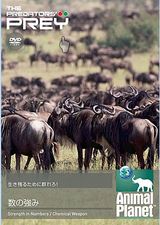 えじきDVD
