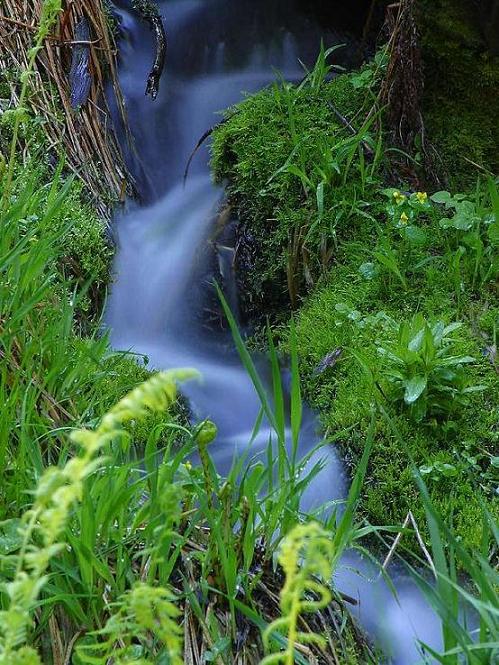 wild herbs