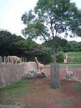 70385920.jpg