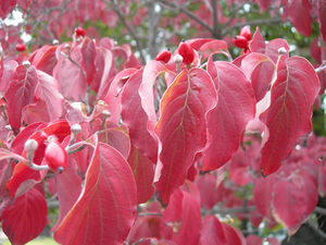 �������Ѵ���������