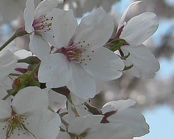 ���ؤ�Τ����