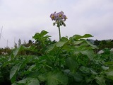 じゃがいもの花20