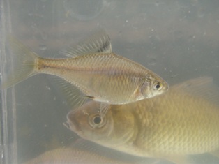 295-8fish