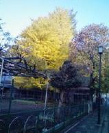 icho-20091126