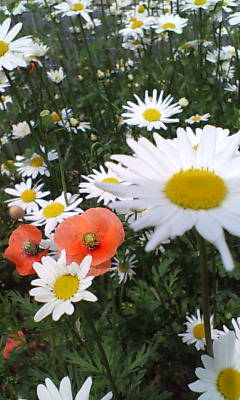 13b01714.JPG