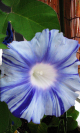 d850c0e1.jpg