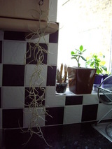 spanishmoss
