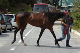 �ޥ��ͥ졼�ĥ����