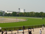 【競馬場】東京の馬場状態