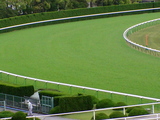 【競馬場】京都・芝