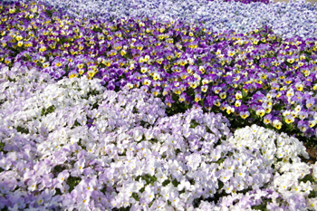 フラワーガーデン in 横浜赤レンガ倉庫の花畑