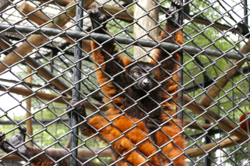 横浜日ノ出町「野毛山動物園」のサル