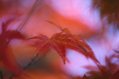 koyo20081130-3