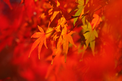 koyo20081130-4