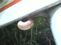 交通標識裏のカタツムリ 交通標識裏のカタツムリ