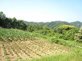 20090607satoyama2