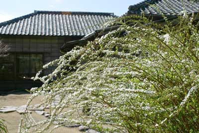 ユキヤナギ