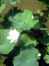 25a30ae1.JPG