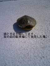 BlogPaint
