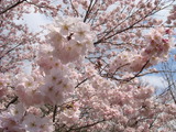 sakura