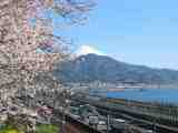 桜と富士
