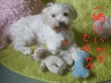 ワッフル