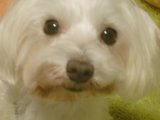 わっふる