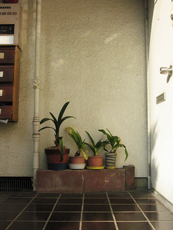 Tokyo Plant Pots 東京植木鉢計画 on Flickr
