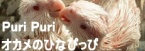 Puri Puri������ΤҤʤԤä�