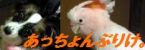 あっちょんぶりけ。