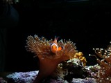 20050814nimo1.jpg