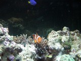 20050511nimo2.jpg