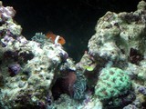 20050511nimo1.jpg