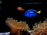 20050814nimo.jpg